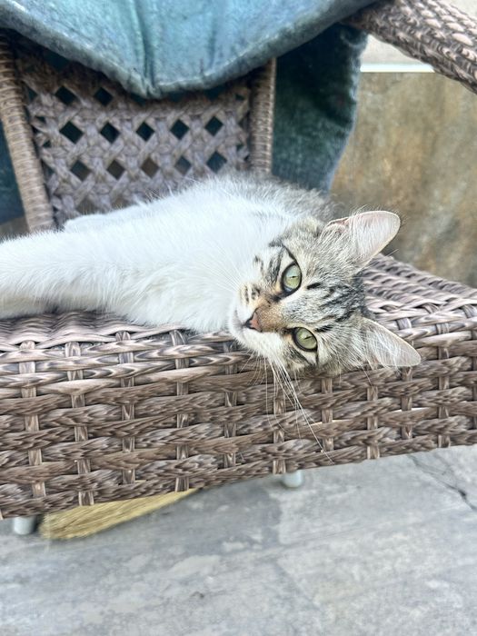 Кошка ищет дом и любящих хозяев