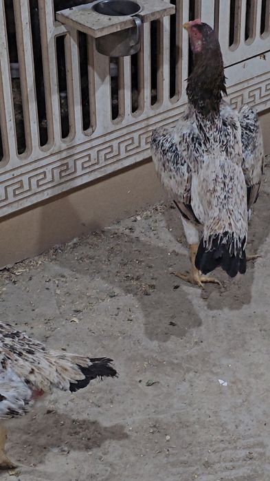 Privaznoy Yapon shamo ataka