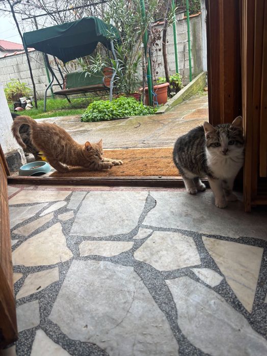 Подаряваме котенца