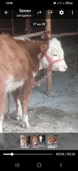 Сментал букача сотилади