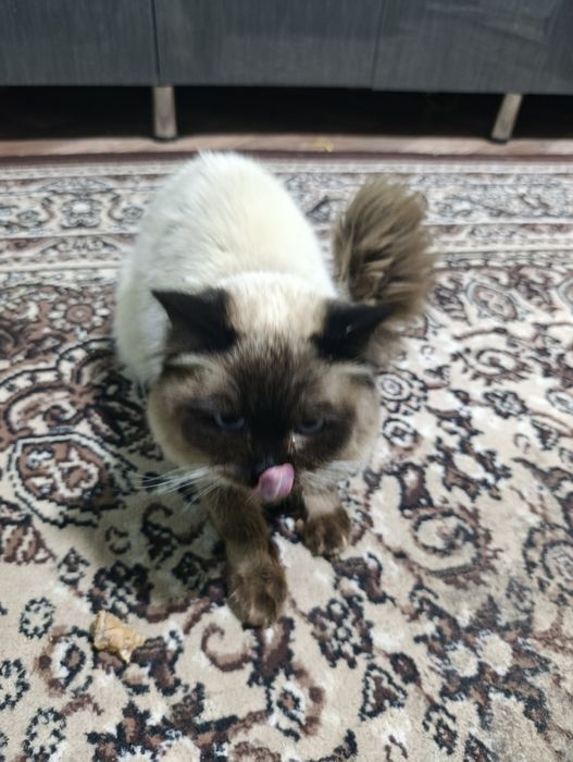 Балинезийской кошка