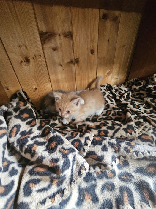 Котята ищат дом в хорошие руки