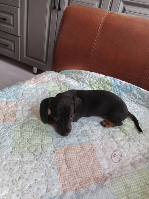 Продам щенка Таксы