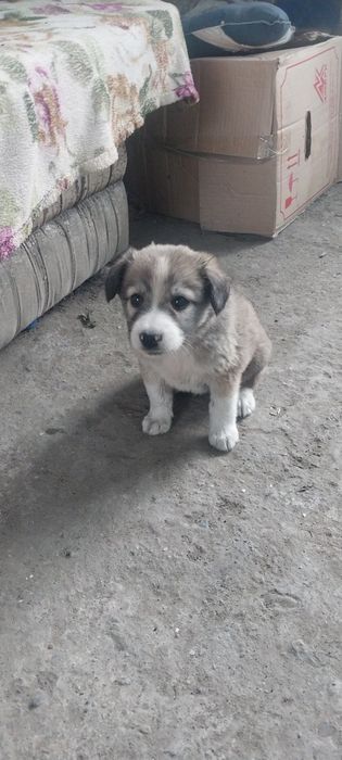 Отдам в добрые руки