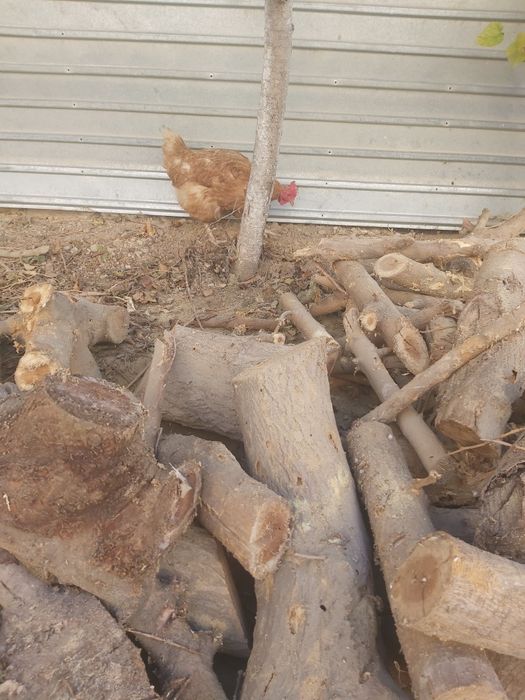 Отын бар тут өрік шие ағашының