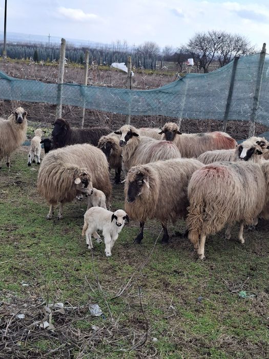 De vanzare 15 oi 7 fatate
Oi tinere de tal