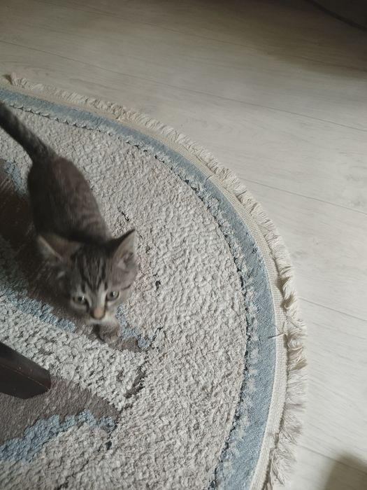 Кошка дарам аааааап