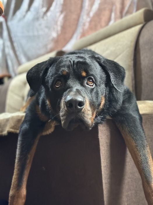 Готовятся.к продаже .щенки  ротвейлера.