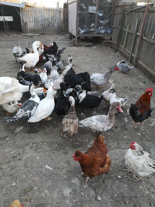 Rațe leșești toate culorile