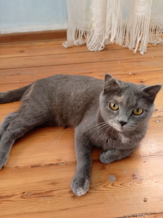 Продаётся кошка скоттиш Страйт