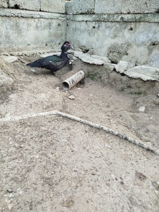 Индоутка хурозлари сотилади