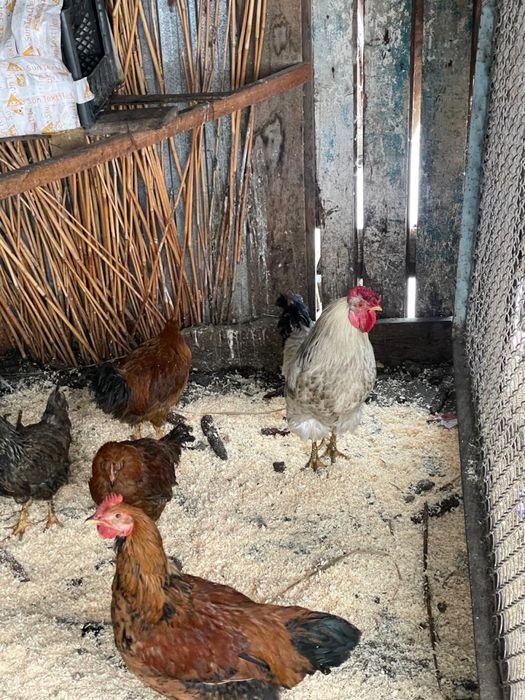 Петухи Плимутрок