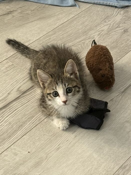 Ищем дом котенку