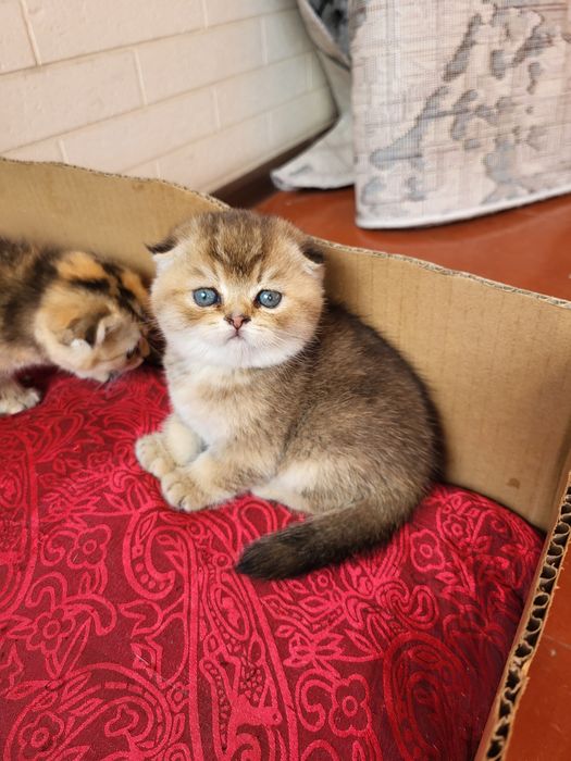 Qizil chinchilla mushuk