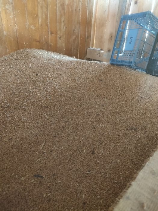 Vând grâu  cantitate. 3 T preț 1. 10lei
Valea Largă judetul Mureșu  preț 1 .10 lei
