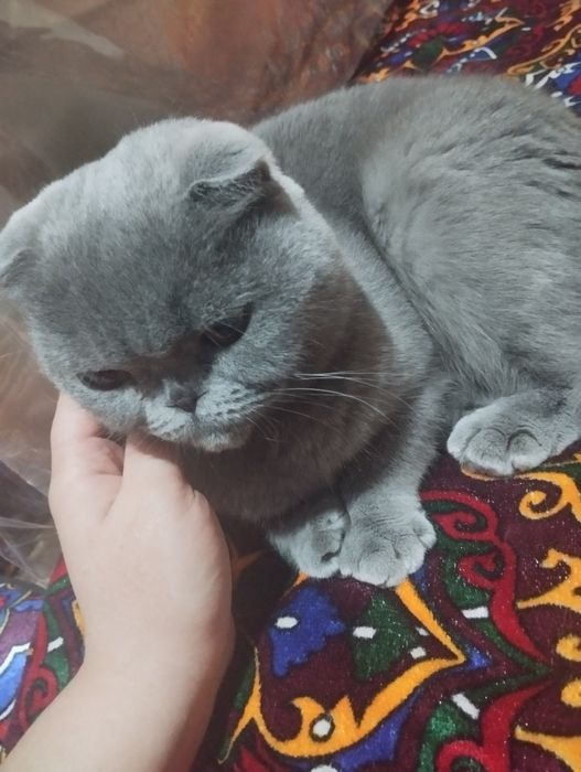 Mushuklar  vesla uxa