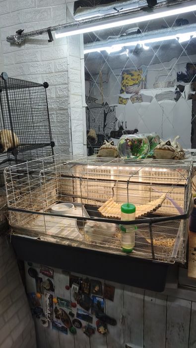 Продам морских свинок