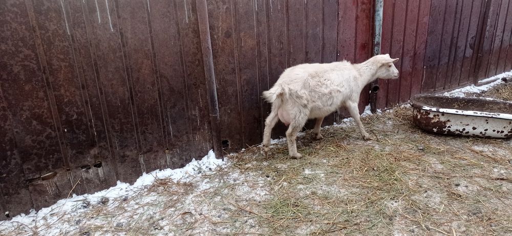 Лакты ешки сатылады