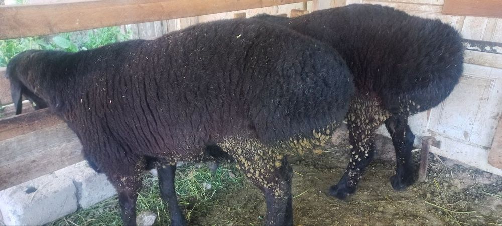 Qõylar sotiladi narxi telda gaplashamiz