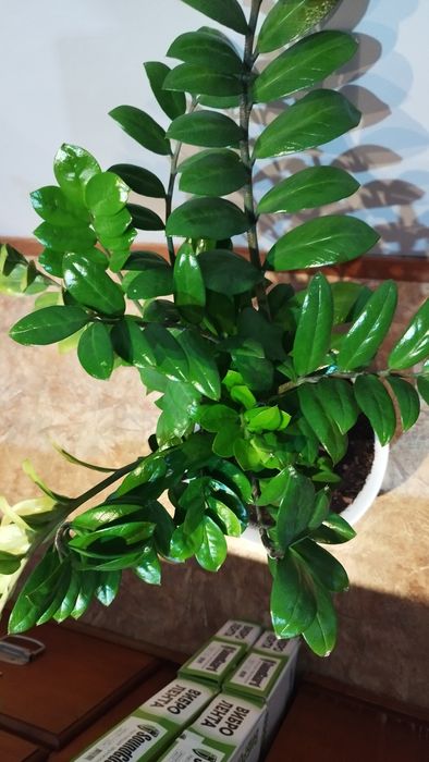 Замиокулькас. Денежное дерево