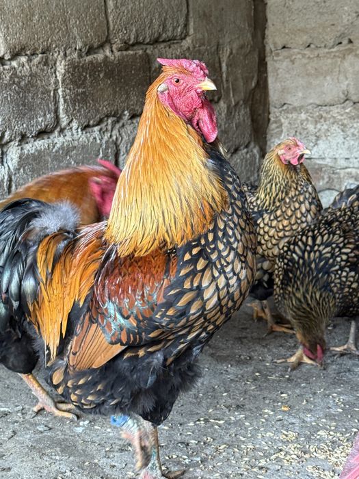 Oua de incubat gaini brahma