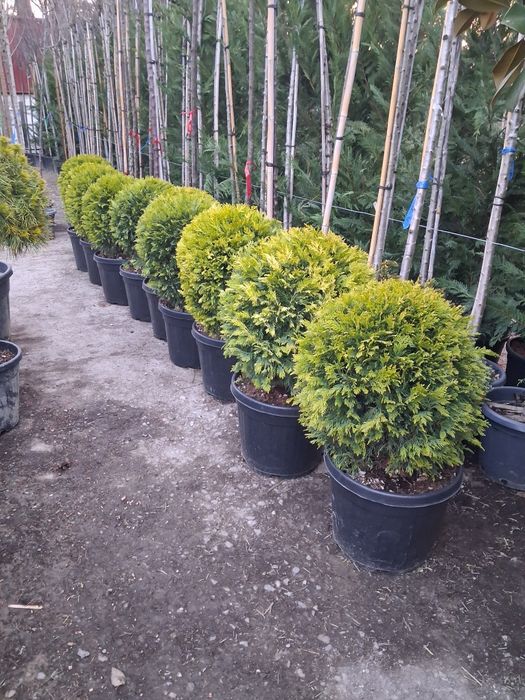 Globulare leyladi platani