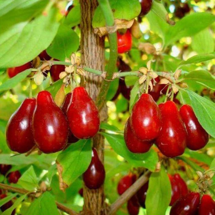 Продаём Кизил свой садовый