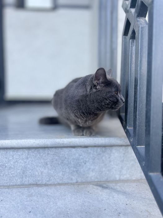 Britanskiy yoshi 2 da oʻgʻil bola