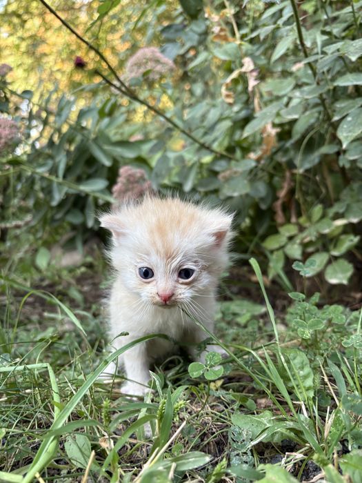 Отдам котят в добрые руки!
