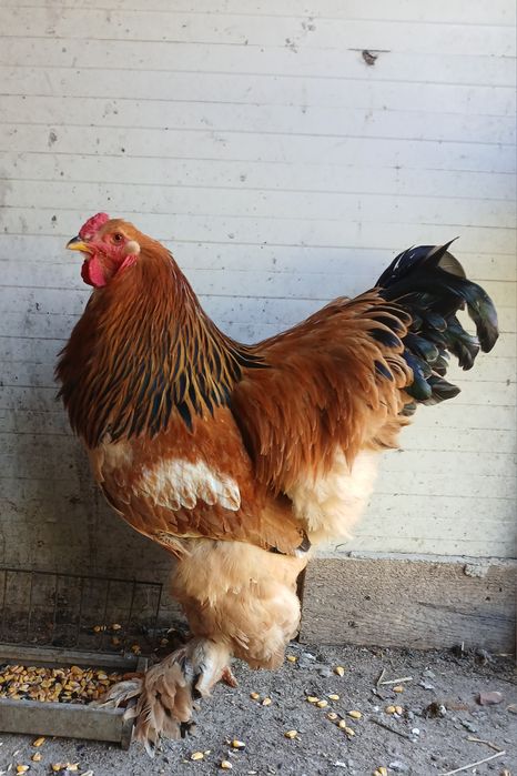 Cocos brahma columbia galben negru