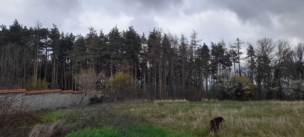 Продава се Парцел в с. Великденче, Област Търговище - 780 кв.м за 10 €/кв.м - Снимка #2