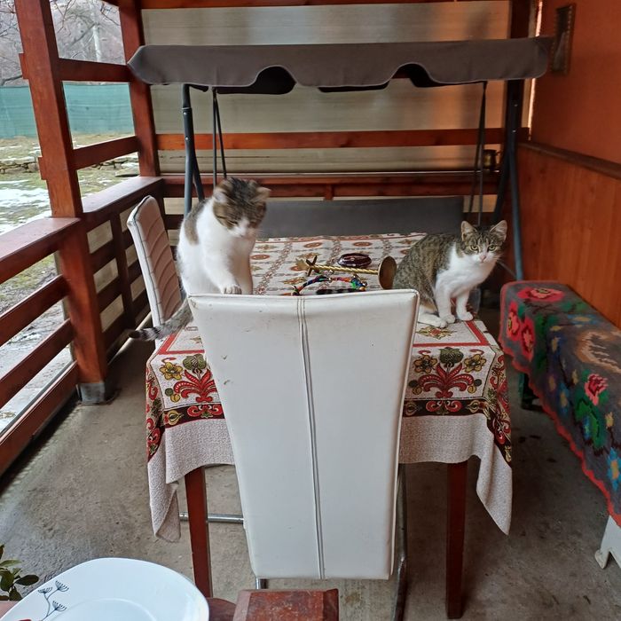 Donez 2 pisicute dragalase