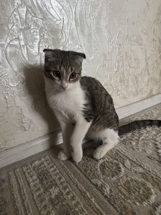 Отдам в добрые руки котенка