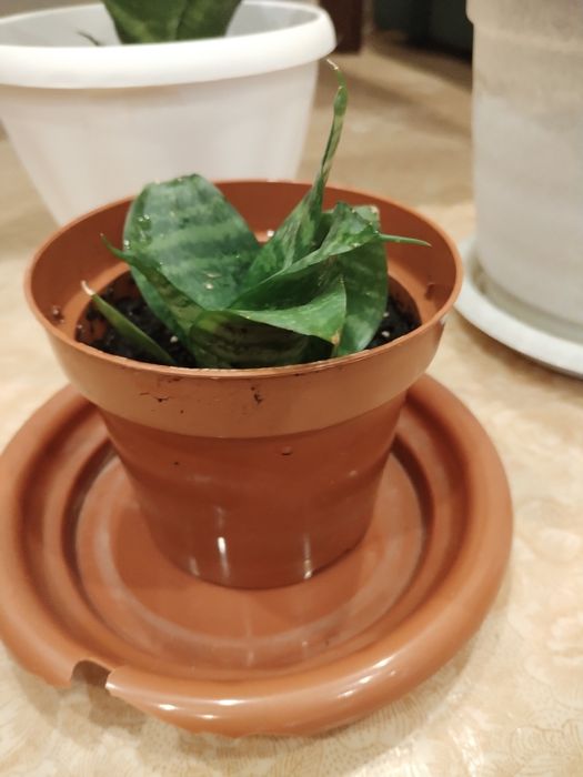 Цветы комнатные в горшках.