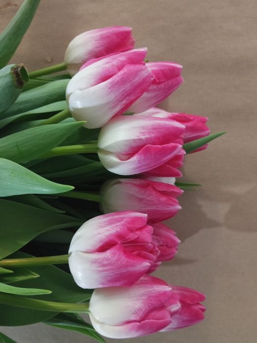 Продам тюльпаны  оптом