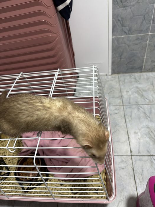 Хорек продается бежевого цвета