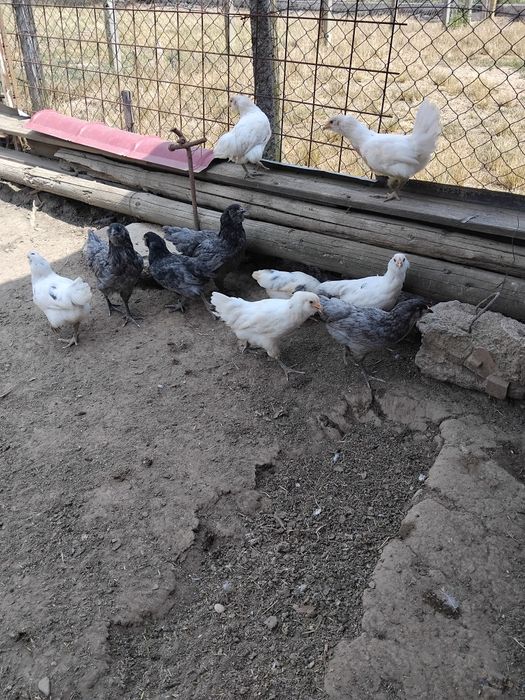 Vind puicute si cocosi ameraucana