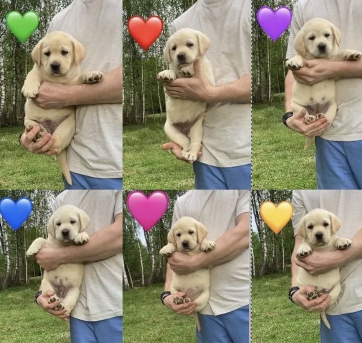 ЩенКиИ ЛабрадорЧики