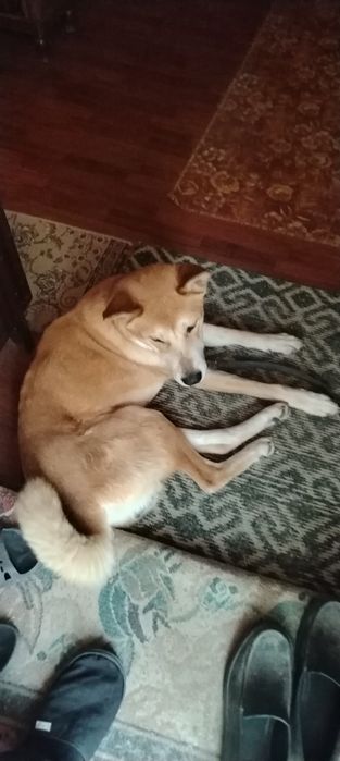 Щенки  акита  помесь