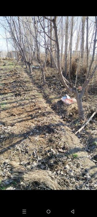 Gilos bogʻ sotiladi 8 sotix