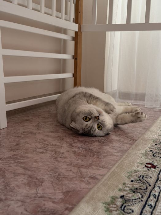 Отдам кошку в добрые руки