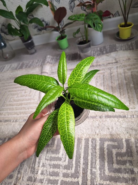 Шефлера, Пеперомия,Фикус,Аптения