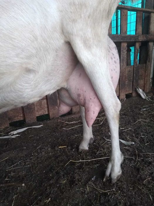 Vand tap saanen, ciut genetic, varsta un an, din linie foarte buna de lapte