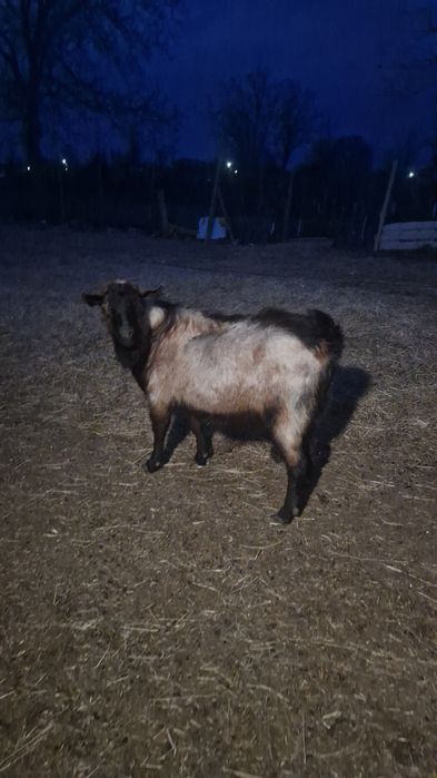 Capre alpine de vânzare