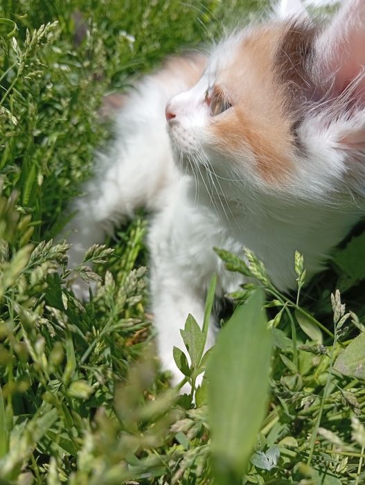 Бесплатно котята