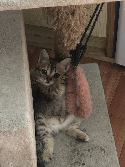 Отдам котенка в хорошие руки
