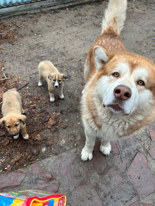 продам маламут кабель