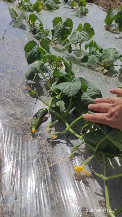 Участок КХ  70 соток