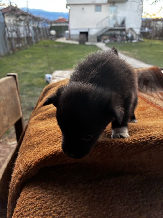 Малки сладки кученнца Пътърдейл