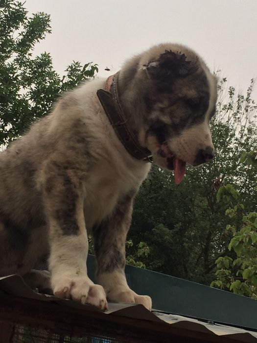 alabay bolasi sotiladi